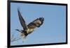 Rough-Legged Hawk-Ken Archer-Framed Photographic Print