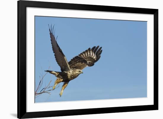 Rough-Legged Hawk-Ken Archer-Framed Photographic Print