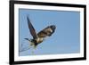 Rough-Legged Hawk-Ken Archer-Framed Photographic Print