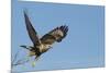 Rough-Legged Hawk-Ken Archer-Mounted Photographic Print