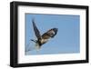 Rough-Legged Hawk-Ken Archer-Framed Photographic Print