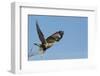 Rough-Legged Hawk-Ken Archer-Framed Photographic Print