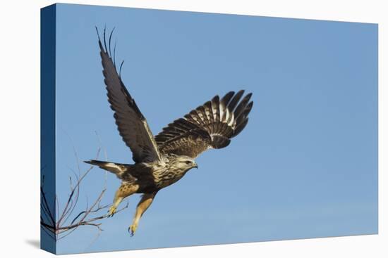 Rough-Legged Hawk-Ken Archer-Stretched Canvas