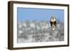 Rough-Legged Hawk-Ken Archer-Framed Photographic Print