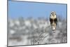 Rough-Legged Hawk-Ken Archer-Mounted Photographic Print