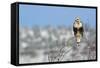 Rough-Legged Hawk-Ken Archer-Framed Stretched Canvas