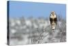 Rough-Legged Hawk-Ken Archer-Stretched Canvas