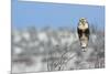 Rough-Legged Hawk-Ken Archer-Mounted Premium Photographic Print