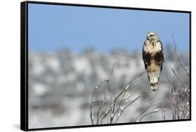 Rough-Legged Hawk-Ken Archer-Framed Stretched Canvas