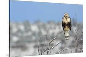 Rough-Legged Hawk-Ken Archer-Stretched Canvas