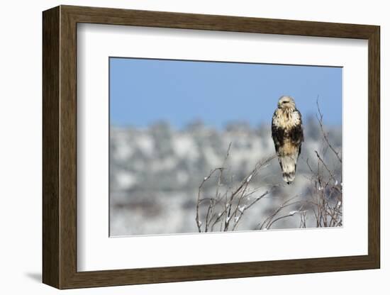 Rough-Legged Hawk-Ken Archer-Framed Photographic Print