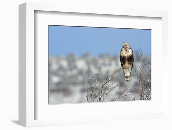 Rough-Legged Hawk-Ken Archer-Framed Photographic Print