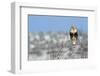 Rough-Legged Hawk-Ken Archer-Framed Photographic Print