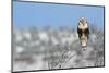 Rough-Legged Hawk-Ken Archer-Mounted Photographic Print