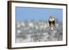 Rough-Legged Hawk-Ken Archer-Framed Photographic Print