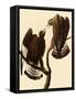 Rough-Legged Hawks-John James Audubon-Framed Stretched Canvas
