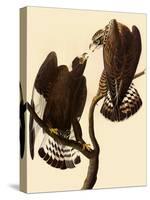 Rough-Legged Hawks-John James Audubon-Stretched Canvas