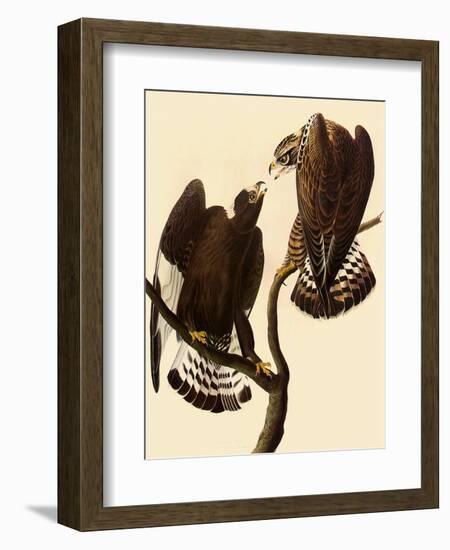 Rough-Legged Hawks-John James Audubon-Framed Giclee Print