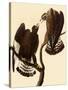 Rough-Legged Hawks-John James Audubon-Stretched Canvas