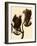 Rough-Legged Hawks-John James Audubon-Framed Giclee Print