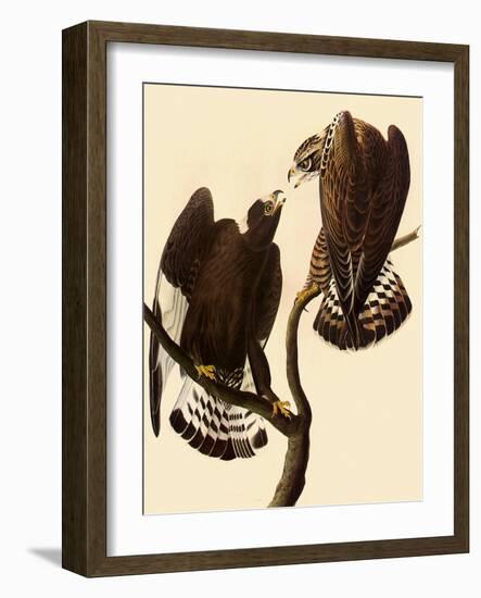Rough-Legged Hawks-John James Audubon-Framed Giclee Print