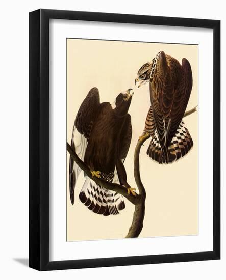 Rough-Legged Hawks-John James Audubon-Framed Giclee Print