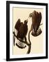 Rough-Legged Hawks-John James Audubon-Framed Giclee Print