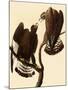 Rough-Legged Hawks-John James Audubon-Mounted Giclee Print