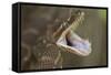 Rough-Scaled Python Defensive Posture-null-Framed Stretched Canvas