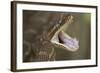 Rough-Scaled Python Defensive Posture-null-Framed Photographic Print