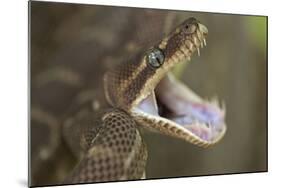 Rough-Scaled Python Defensive Posture-null-Mounted Photographic Print