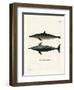 Rough-Toothed Dolphin-null-Framed Premium Giclee Print