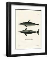 Rough-Toothed Dolphin-null-Framed Premium Giclee Print