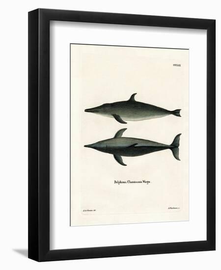 Rough-Toothed Dolphin-null-Framed Premium Giclee Print