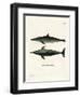 Rough-Toothed Dolphin-null-Framed Premium Giclee Print