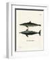 Rough-Toothed Dolphin-null-Framed Premium Giclee Print