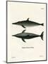 Rough-Toothed Dolphin-null-Mounted Premium Giclee Print