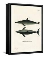 Rough-Toothed Dolphin-null-Framed Stretched Canvas