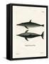 Rough-Toothed Dolphin-null-Framed Stretched Canvas