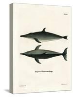 Rough-Toothed Dolphin-null-Stretched Canvas