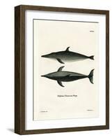 Rough-Toothed Dolphin-null-Framed Giclee Print