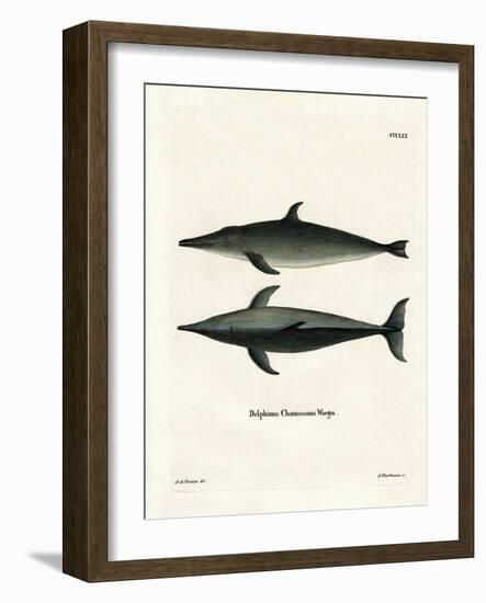 Rough-Toothed Dolphin-null-Framed Giclee Print