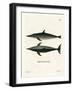 Rough-Toothed Dolphin-null-Framed Giclee Print