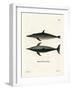 Rough-Toothed Dolphin-null-Framed Giclee Print