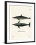 Rough-Toothed Dolphin-null-Framed Giclee Print