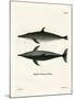 Rough-Toothed Dolphin-null-Mounted Giclee Print