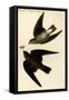 Rough Winged Swallow-John James Audubon-Framed Stretched Canvas