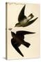 Rough Winged Swallow-John James Audubon-Stretched Canvas