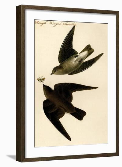 Rough Winged Swallow-John James Audubon-Framed Art Print