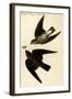 Rough Winged Swallow-John James Audubon-Framed Art Print